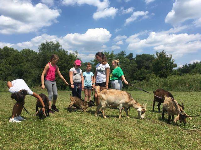 „Állatközelben” – Misinás táborok 2020. nyarán