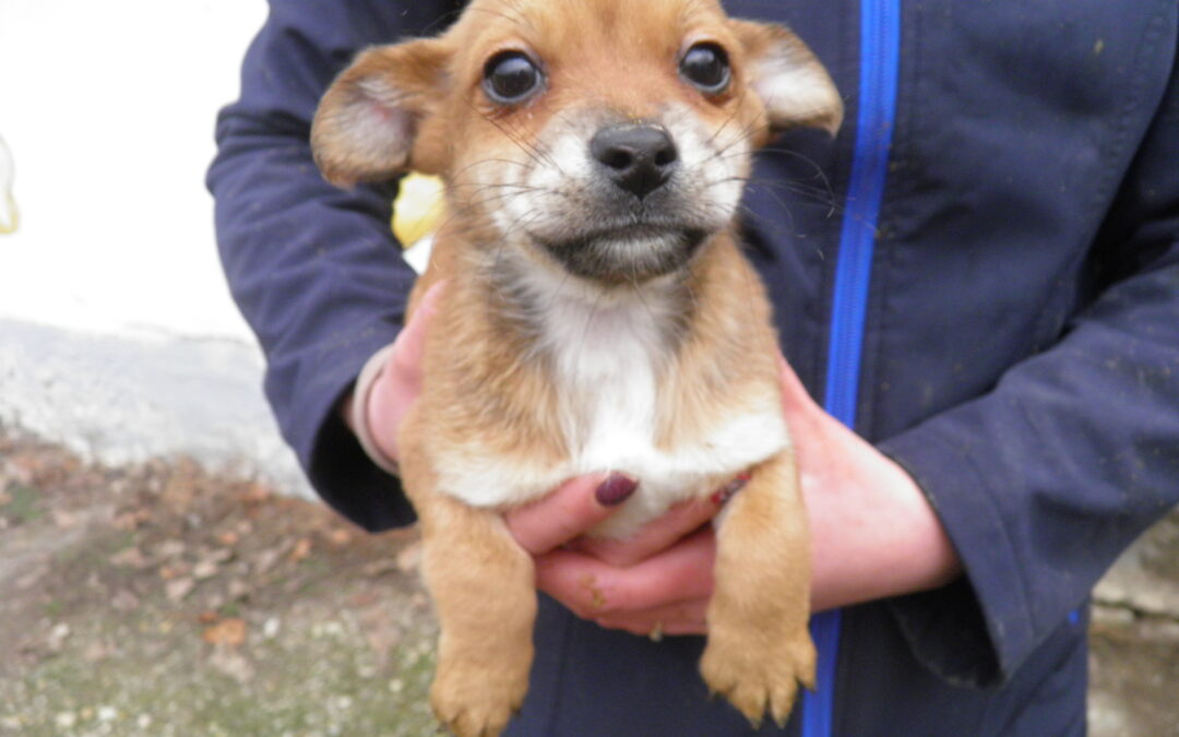 Köszönjük az adójuk 1%-át!