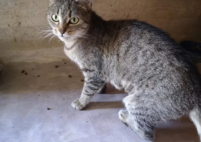 Aida