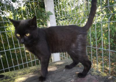 Cicó