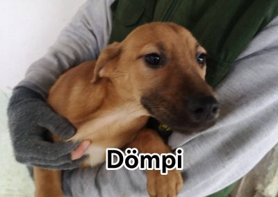 Dömpi